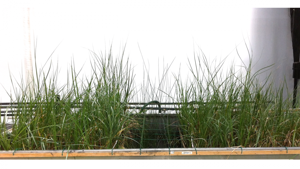 Simulated wetland in the UCB greenhouse using the impacted sediment.