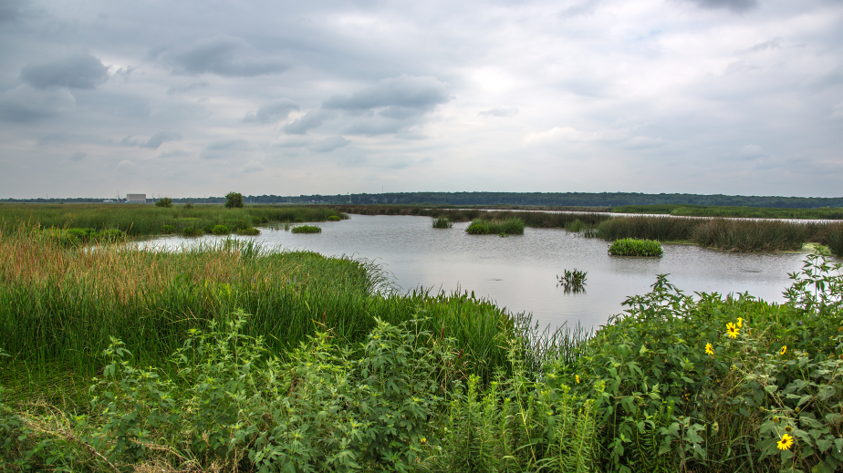 wetlands picture